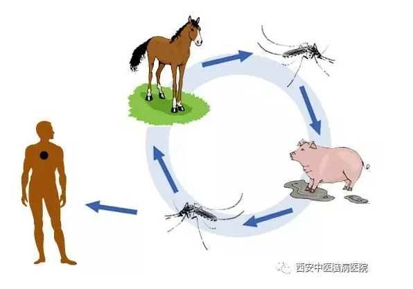 【温馨提示】7月乙脑高发 注意防蚊